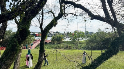 Skjønnheten til de gamle gyldne krepmyrttrærne som feller bladene sine ved Tam Ky-elven i dagene før Tet.