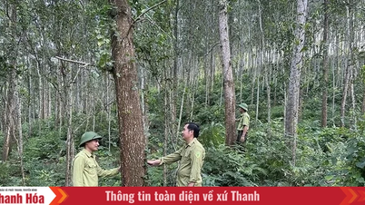 Provincie Thanh Hoa má 644 796,69 hektarů lesa s mírou lesního porostu 54,09 %.