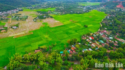 Warna-warni musim semi di sawah Dak Lieng.