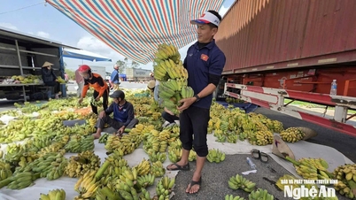 Nghe An: Los precios del plátano verde aumentan durante las vacaciones del Tet, el poder adquisitivo se desacelera.