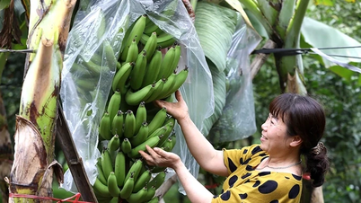 Grüne Bananen zum Tet-Fest (vietnamesisches Neujahr)