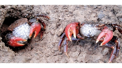 Little-known facts about the mud crab - a secretive specialty of the Ca Mau mangrove forest.
