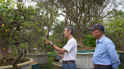 Menyewa pokok bunga aprikot dan pic untuk Tet: Trend pengguna baharu.