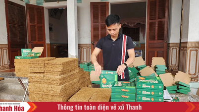Från Thanh Hoas landsbygd till världen: Gröna produkter från unga människor.