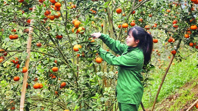 خلق سبل عيش مستدامة للمزارعين.