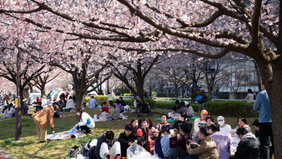 Fujiyoshida, au Japon, annule son festival des cerisiers en fleurs en raison du nombre excessif de visiteurs.