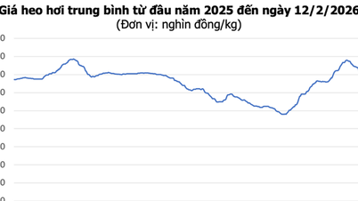 Hari ini, 12 Februari, harga babi hidup turun sebesar 2.000 VND, menjadi 71.000 VND/kg.