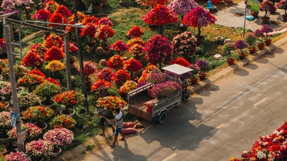 A lenyűgöző bougainvillea falu Vinh Longban sokkal több látogatót vonz, mint általában a holdújév szezonjában.