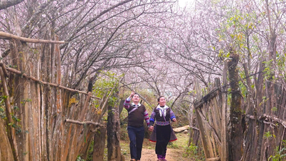 The peach blossoms of Lung Cung - a love song of the Northwest mountains and forests.