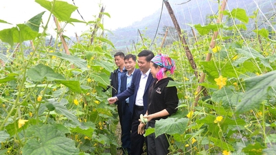 "Sweet fruits" in the new production areas of Xuan Giang