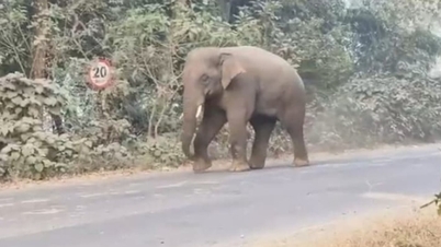 Șase persoane au fost călcate în picioare de elefanți sălbatici în India.