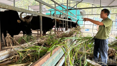 Preservando la manada de bisontes híbridos en el vasto bosque.