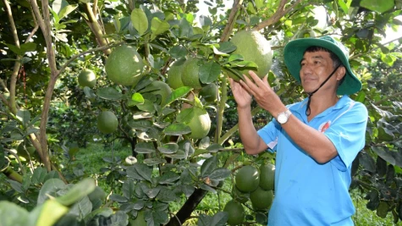 Les fruits destinés au Têt (Nouvel An vietnamien) sont prêts à être placés sur le plateau d'offrande des cinq fruits.