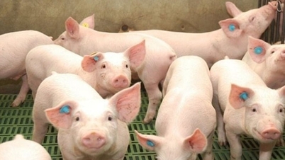 Prețurile cărnii de porc pe 14 februarie 2026: Stabile pe măsură ce se apropie Tet.
