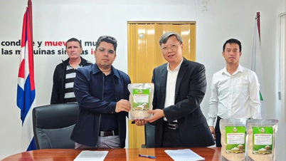 250 toneladas de arroz produzidas por empresas vietnamitas foram entregues a Cuba.