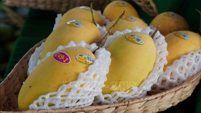 À l'approche du Têt, les prix de nombreux produits agricoles clés dans la province de Dong Thap ont considérablement augmenté.