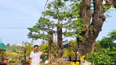 Un bonsaï de tamarinier orné du motif « mari doux - femme amère » est proposé à la vente à plus d'un milliard de dongs au marché aux fleurs du Têt de Long Xuyen.