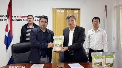 เวียดนามได้ส่งมอบข้าวสาร 250 ตัน เพื่อสนับสนุนคิวบาในการสร้างความมั่นคงทางอาหาร