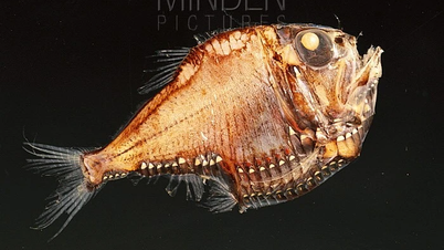 Descubra o peixe-machado do Pacífico: o pequeno guerreiro das profundezas do mar.
