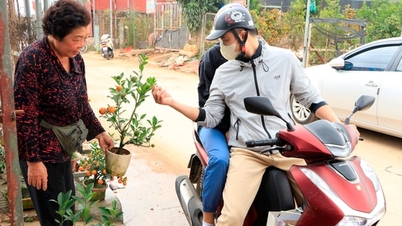 De levendige lentekleuren in de perzik- en kumquatdorpen van Hanoi in de dagen voorafgaand aan Tet (het Chinese Nieuwjaar).