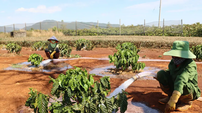 Gia Lai: Ocupada combatendo a seca nas plantações de café.