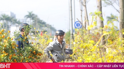 চন্দ্র নববর্ষের ২৮তম দিনে শোভাময় উদ্ভিদের বাজার: এপ্রিকট এবং পীচ ফুলে
