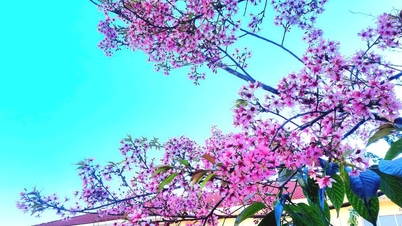 Sakta ner, sakta ner för att älska, sakta ner för att lyssna på körsbärsblommorna som blommar.
