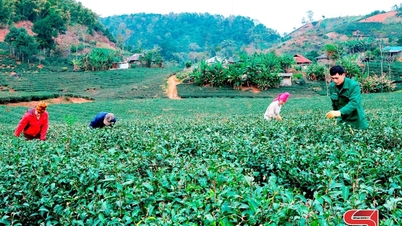 From tea plantations in the highlands to the global market.