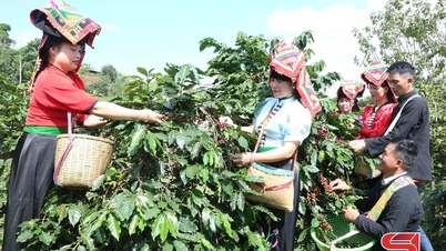 Arabica coffee - "black gold" on the agricultural map.