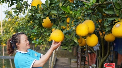 Développement des coopératives agricoles dans la région de Thuan Chau
