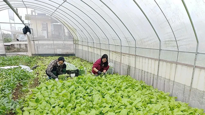 Het verhogen van de productiewaarde door middel van geïntegreerd gewasbeheer.