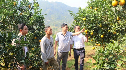 Tet i Chan Thinh apelsinoljeregion