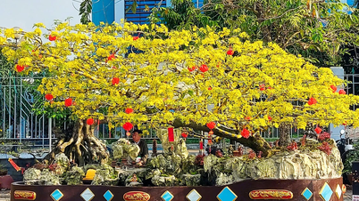 Medan besökarna promenerar genom Tet-marknaden fascineras de av de konstnärliga gula aprikosblommorna med sina unika och ovanliga former.