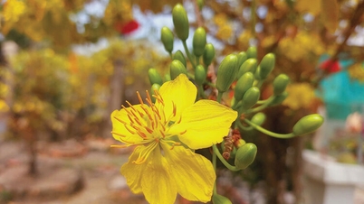 Mereka yang mengawasi musim bunga plum