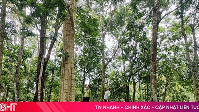 Ha Tinh menghubungkan perlindungan hutan dengan pembangunan mata pencarian yang mampan.