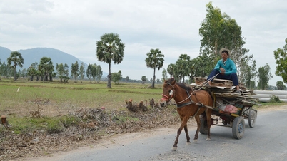 Caii în cultura vietnameză