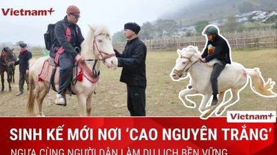 Cavalos galopando: um destaque único que atrai turistas ao "planalto branco" de Bac Ha.