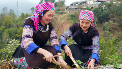 Lao Chai divulga o modelo das "2 horas de cultivo".