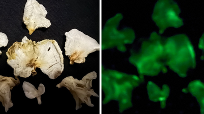 Two species of bioluminescent mushrooms have been discovered, making them among the world's most mysterious creatures.