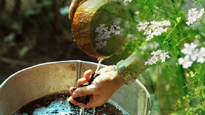 ¿Cuáles son los beneficios de bañarse en agua infusionada con cilantro?