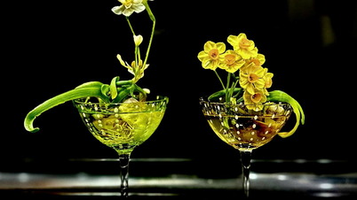 Narcisos, un símbolo cultural perdurable.