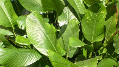 De groene kleur van de bananenbladeren in het dorp Trang Cat tijdens de lente.