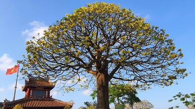 হলুদ ফুল হোয়াং মাই সংস্কৃতির জন্ম দিয়েছে।