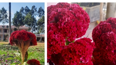 Nos últimos 20 anos, tenho recebido um lindo vaso de flores de celósia como presente de Ano Novo.