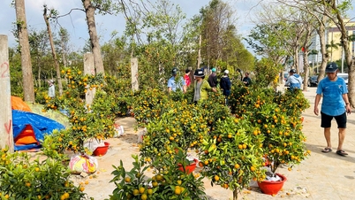 Pasar pic dan kumquat pada hari ke-29 Tet: Diskaun besar masih tidak laris, penjual boleh dikatakan memberikannya secara percuma.