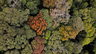 A temporada de mudança de cor das folhas e flores desabrochando em Mang Den aguarda os turistas durante o Ano Novo Lunar do Cavalo de 2026.