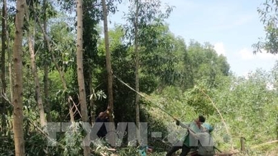वन कार्बन बाजार वानिकी उद्योग के लिए एक नया संसाधन है।