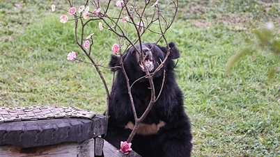 The Lunar New Year of the lucky bears in Bach Ma National Park