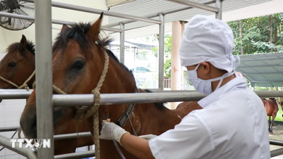 The story of horses that contributed to medicine at the Suoi Dau breeding farm.