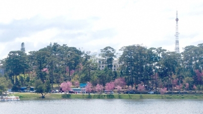 Lunar New Year Travel 2026: Suggestions for the most unique spring travel destinations in Vietnam and abroad.